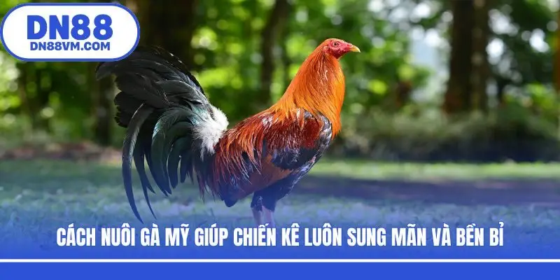 Cách Nuôi Gà Mỹ Giúp Chiến Kê Luôn Sung Mãn Và Bền Bỉ