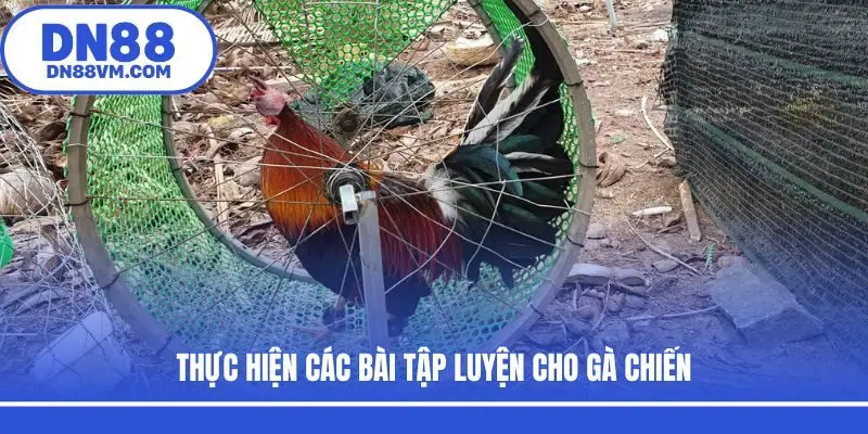 Thực hiện các bài tập luyện cho gà chiến