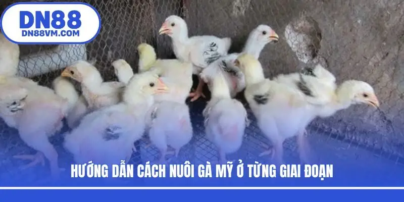 Hướng dẫn cách nuôi gà Mỹ ở từng giai đoạn