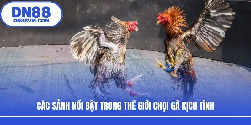 Các sảnh nổi bật trong thế giới chọi gà kịch tính