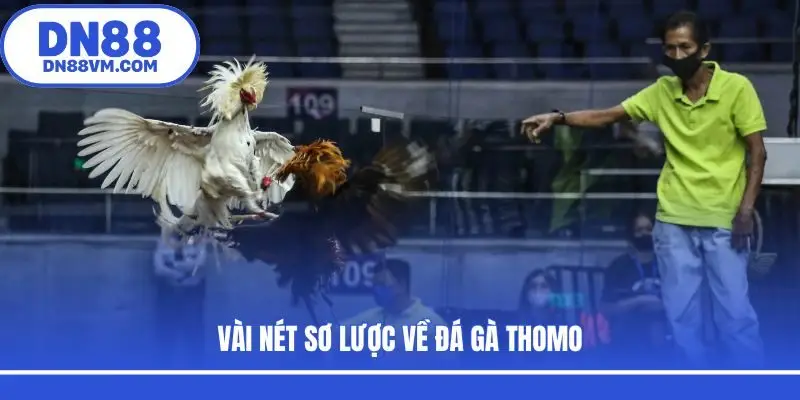 Vài nét sơ lược về đá gà Thomo