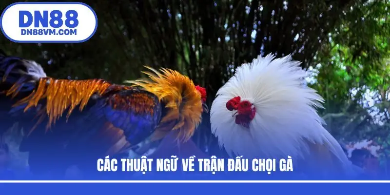 Các thuật ngữ về trận đấu chọi gà